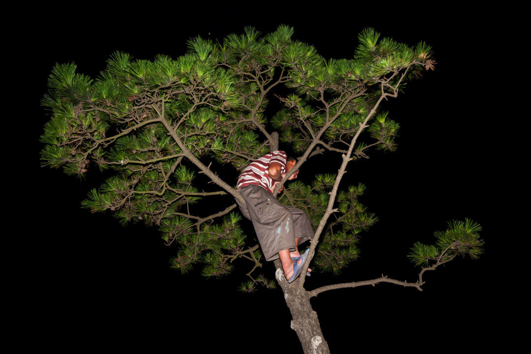 Man and nature combine as Chinese spectators take to the trees.